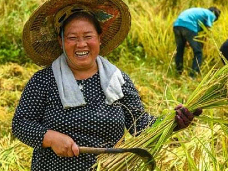 國購機(jī)補(bǔ)貼政策實施現(xiàn)高峰 總進(jìn)度逾40% 受益農(nóng)戶